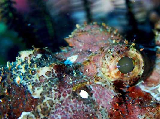 Raja Ampat - Tabari Dive Lodge 1