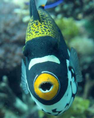 Raja Ampat - Tabari Dive Lodge 3