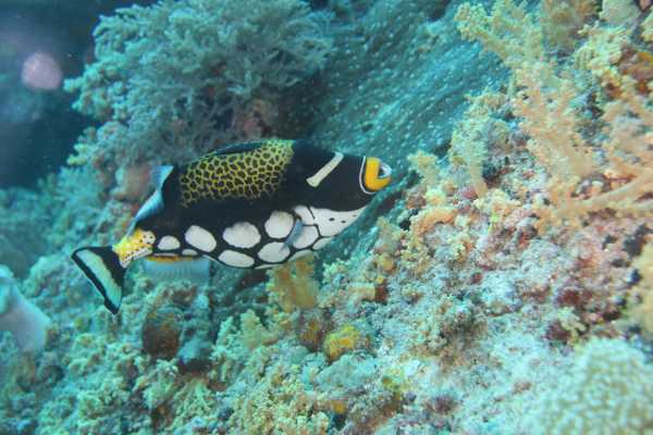 Raja Ampat - Tabari Dive Lodge 8