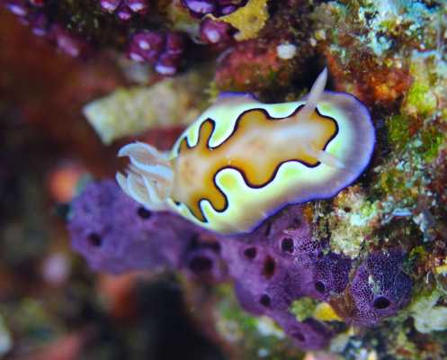 Raja Ampat - Tabari Dive Lodge 10