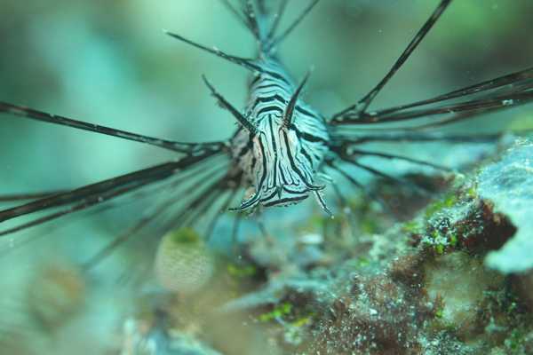 Raja Ampat - Tabari Dive Lodge 18