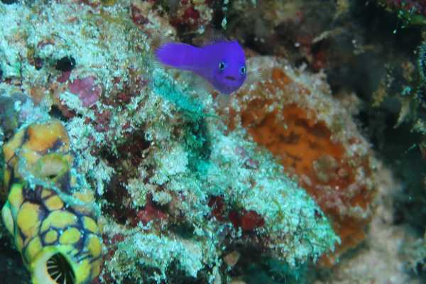 Raja Ampat - Tabari Dive Lodge 20