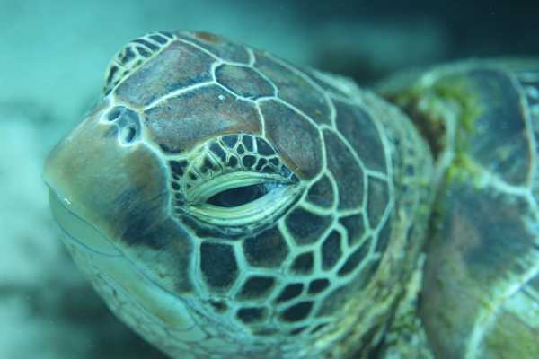 Raja Ampat - Tabari Dive Lodge 21