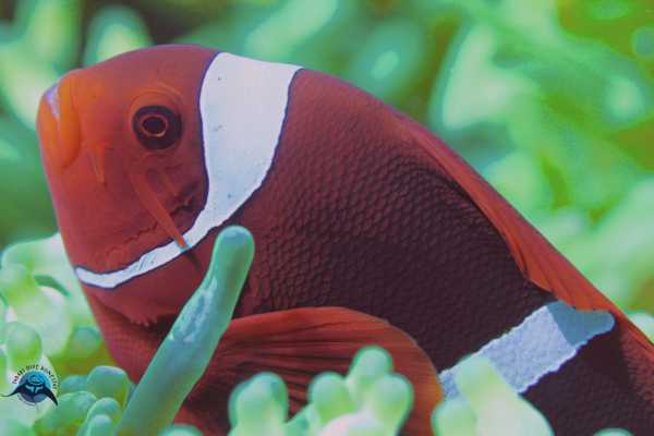 Raja Ampat - Tabari Dive Lodge 24