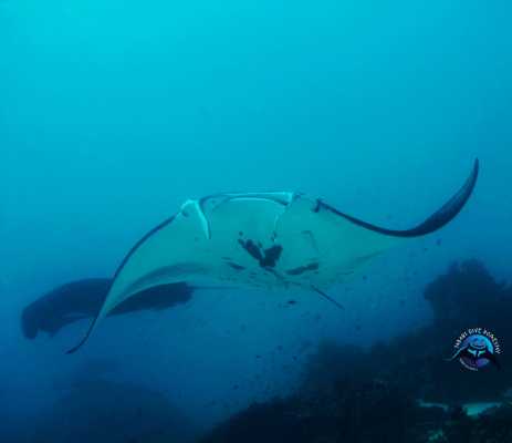 Raja Ampat - Tabari Dive Lodge 31