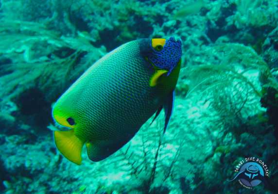 Raja Ampat - Tabari Dive Lodge 34