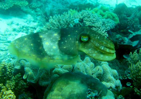 Raja Ampat - Tabari Dive Lodge 37